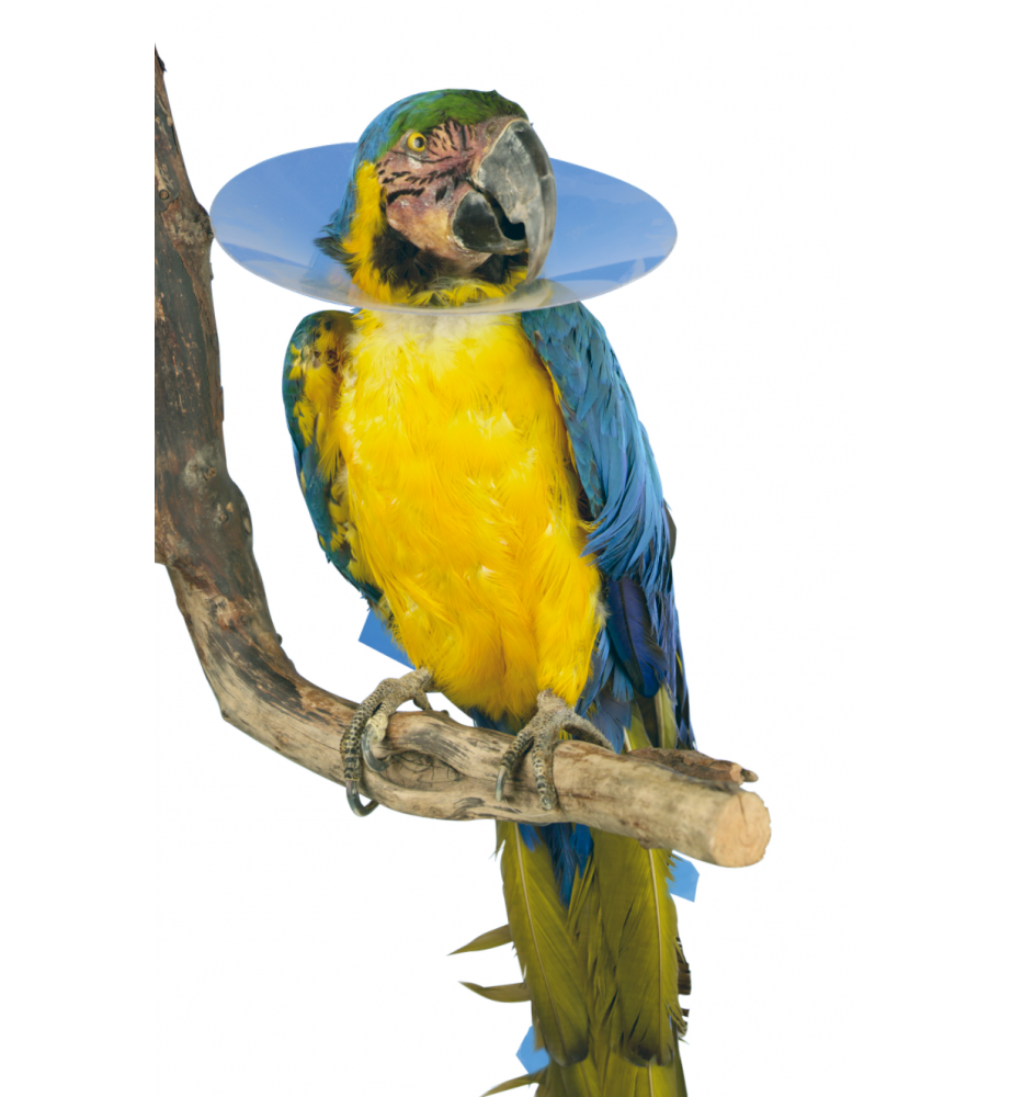 Buster Bird Collar (Vogelkraag) - 15 stuks