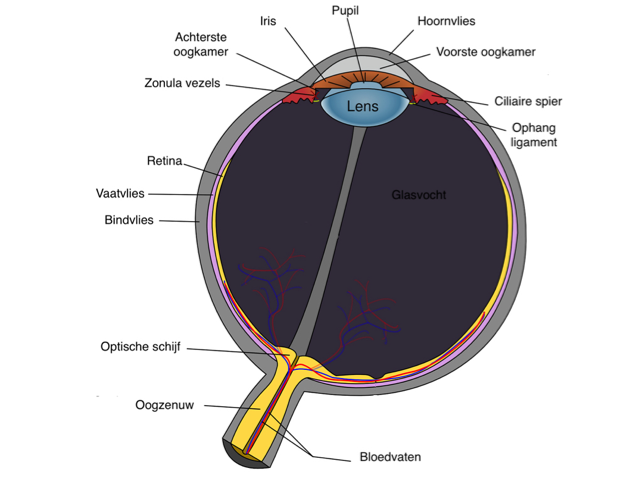 anatomie oog