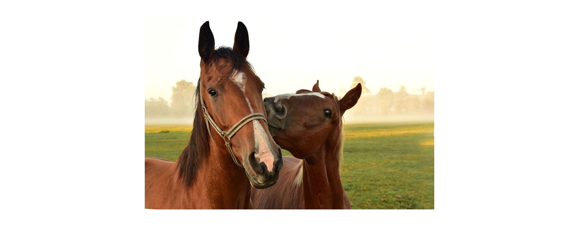 Waarom paarden zo gevoelig zijn voor maagzweren