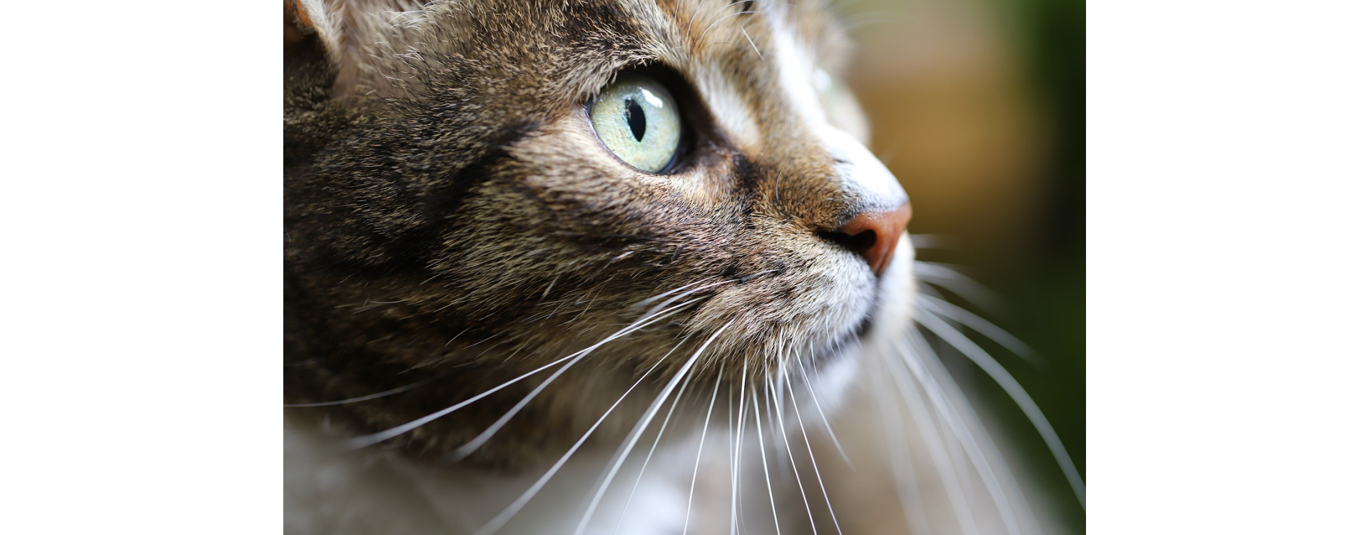 Wat kan ik doen tegen urinevlekken van katten?
