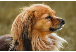 Een hoestende hond: van kennelhoest tot hartproblemen