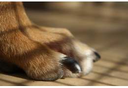 Wat te doen tegen broze en afwijkende nagels bij honden en katten