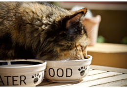 Natvoeding: geen traktatie, wel een must  voor de gezondheid van jouw kat!