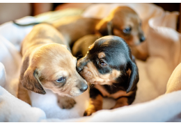 Tips voor het succesvol grootbrengen van pasgeboren pups