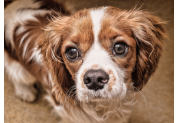 Seborroe bij de hond:  van een vette vacht tot schilferige droge huid