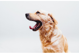 Stinkende adem (Halithose) bij honden en katten: oorzaken en oplossingen