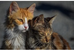 Hyperthyroïdie bij de kat: Is een jodiumarme voeding de oplossing?