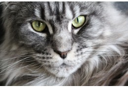 Haarballen ('Trichobezoaren') bij katten: onschuldig of toch niet?