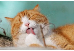 Atopie (omgevingsallergie) bij katten