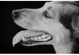 Mondhygiëne voor huisdieren: tandenpoetsen en efficiënte alternatieven