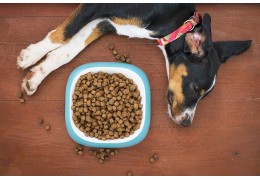 Een optimale vertering: het belang van een gezonde darmflora en lichtverteerbare voeding bij honden