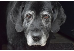 Senior hondenvoer en voedingsadvies