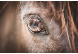 Artrose bij paarden