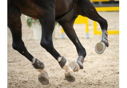 Tips voor sterke en gezonde paardenhoeven