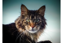 Artrose bij de kat: niet zo zeldzaam als velen denken!