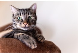 Lever- en galwegproblemen (hepatitis en cholangitis) bij de kat