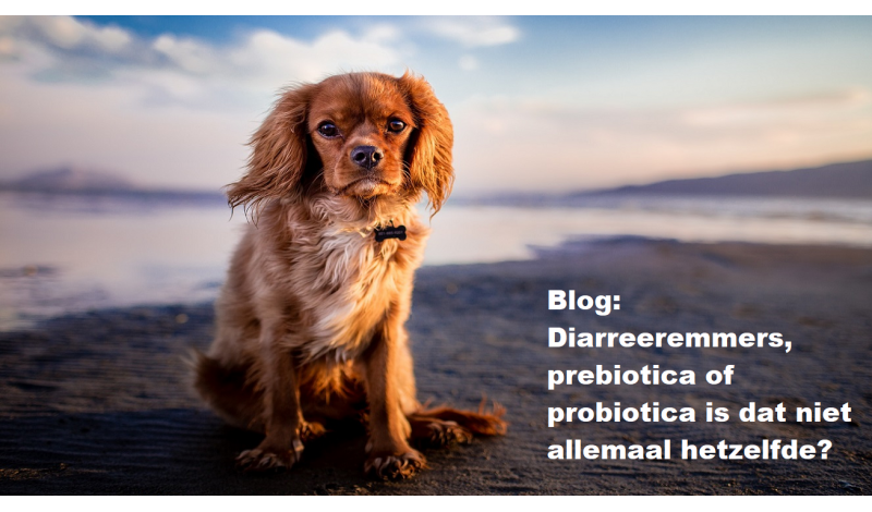 Diarreeremmers, prebiotica of probiotica is dat niet allemaal hetzelfde?